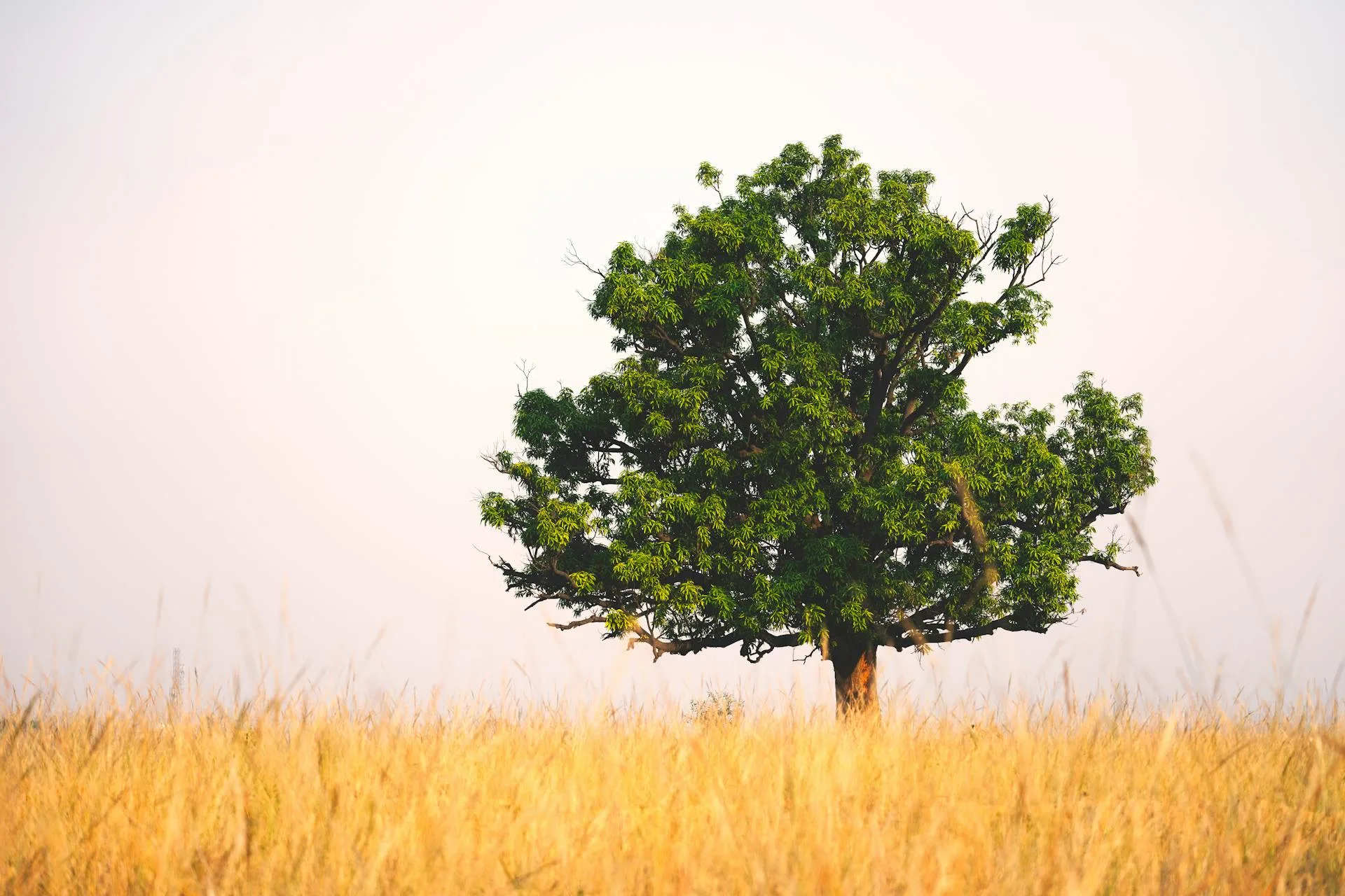 Ancient oak tree at sunrise in golden light